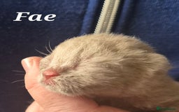 British Shorthair cats for sale: **Stunning TICA Registered Kittens** - Image 6