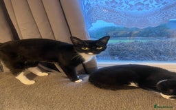 Domestic Shorthair cats for sale: 4 male kittens  - Image 6