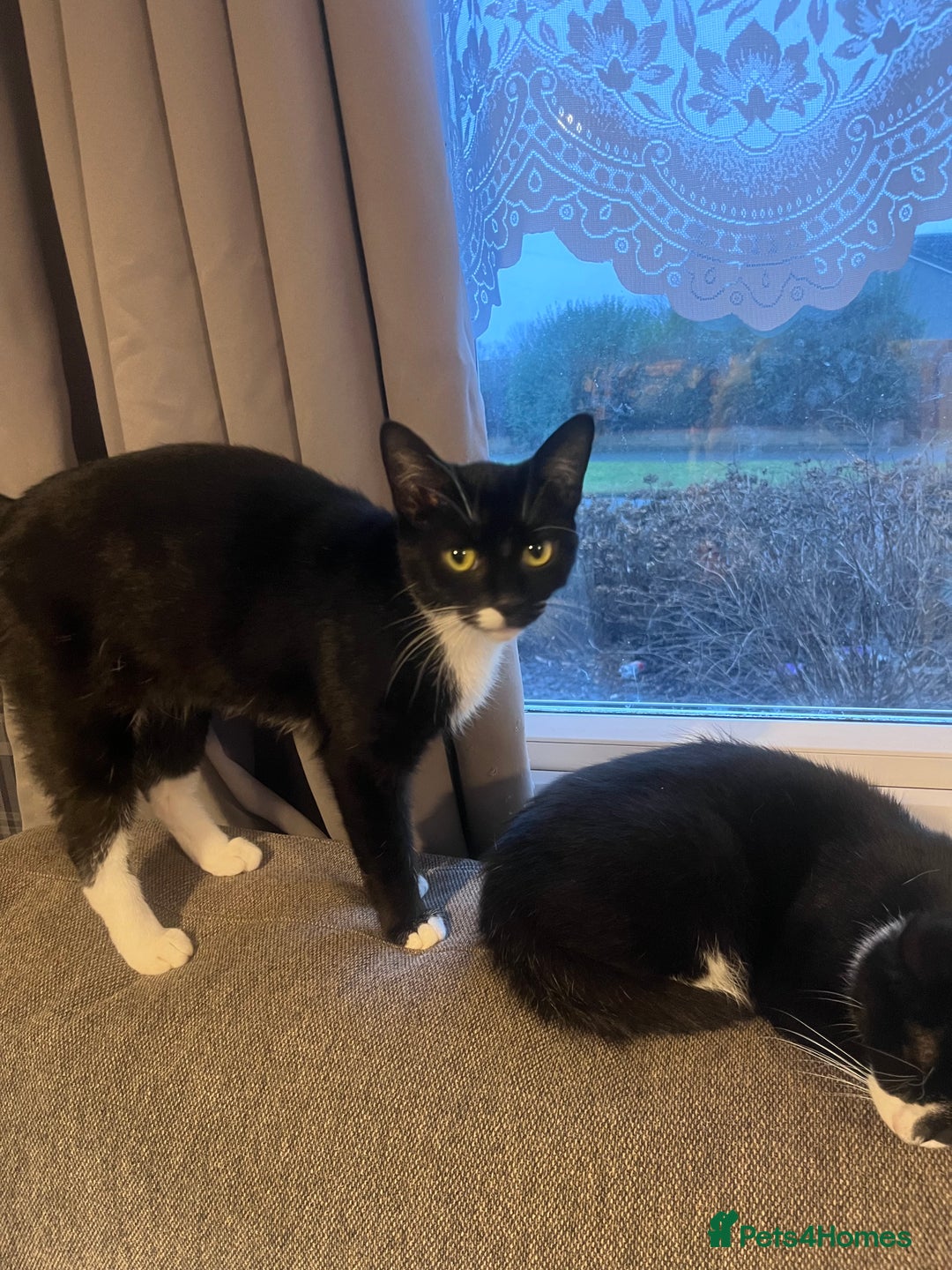 Domestic Shorthair cats for sale: 4 male kittens  - Image 6
