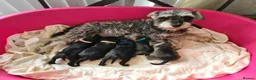 Miniature Schnauzer dogs for sale: 1 girl left  - Advert 3