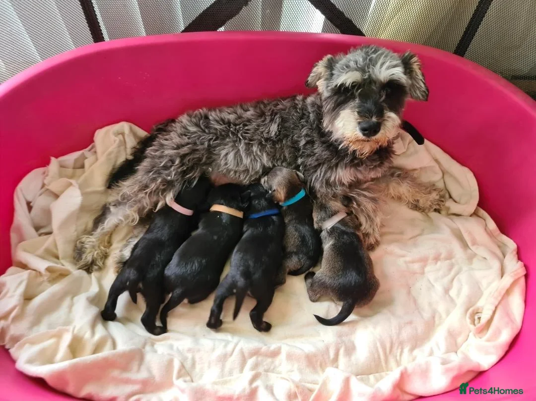 Miniature Schnauzer dogs for sale: 1 girl left  - Advert 3