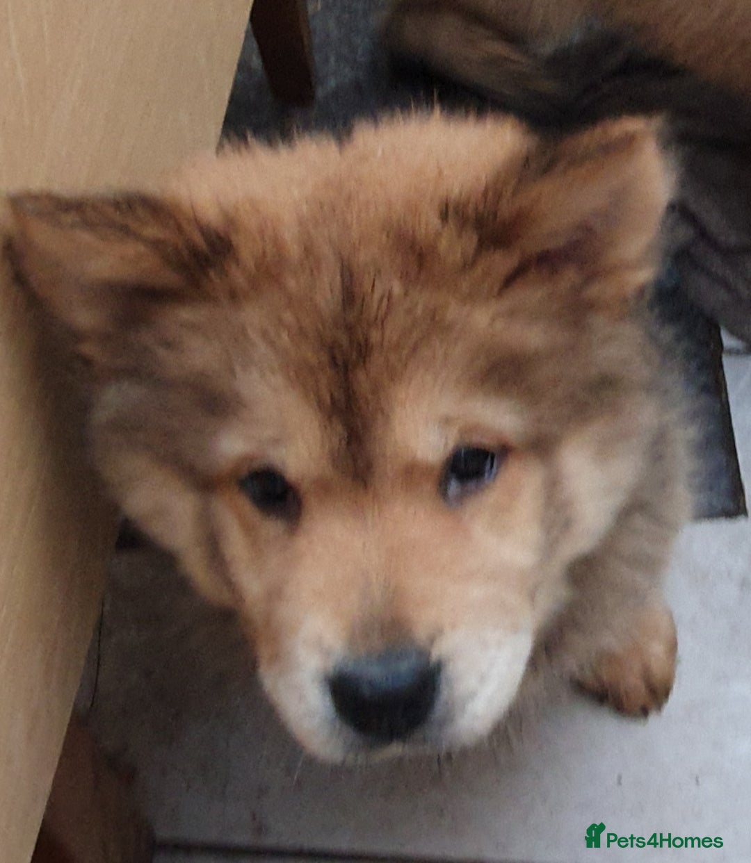 Mixed Breed dogs for sale: Chowsky puppies ready to go chow x siberian husky - Advert 35