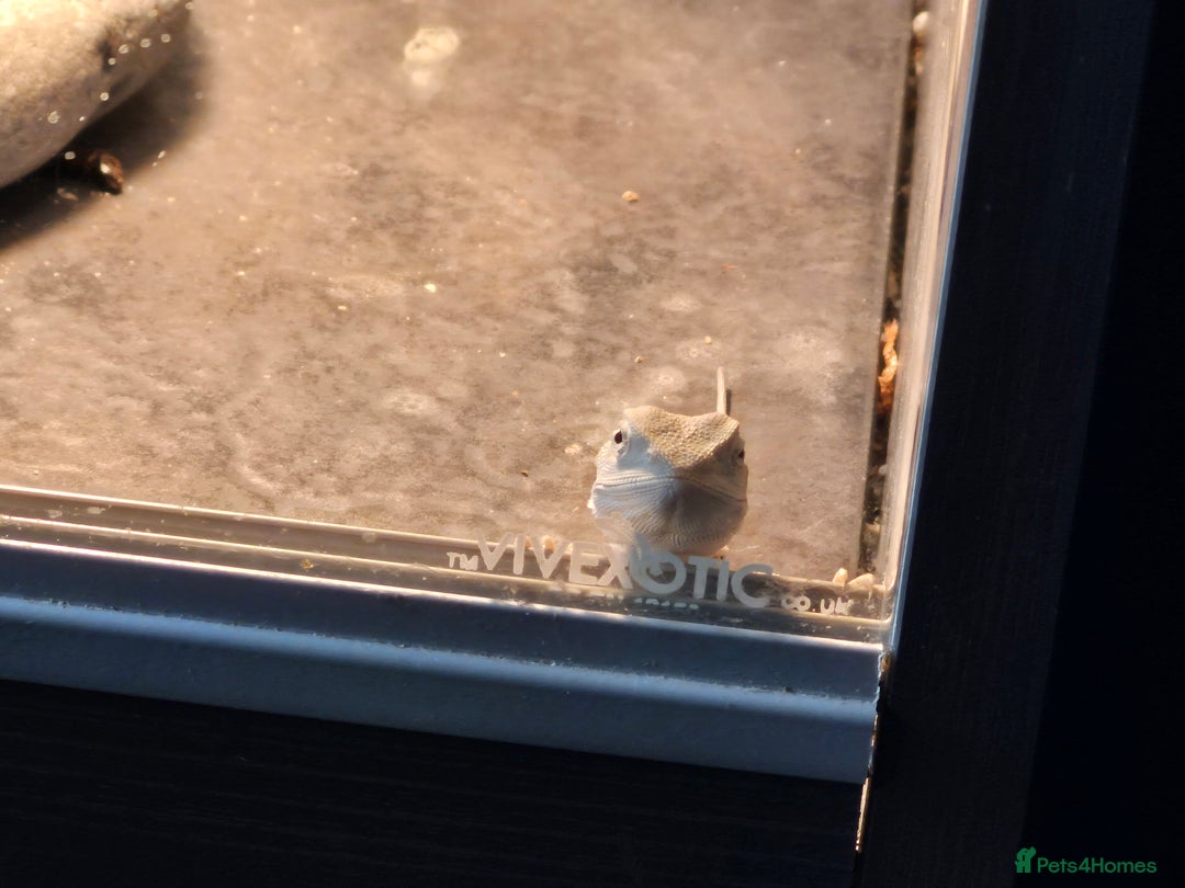 Bearded Dragon reptiles for sale: Bearded dragons  babies  - Advert 20