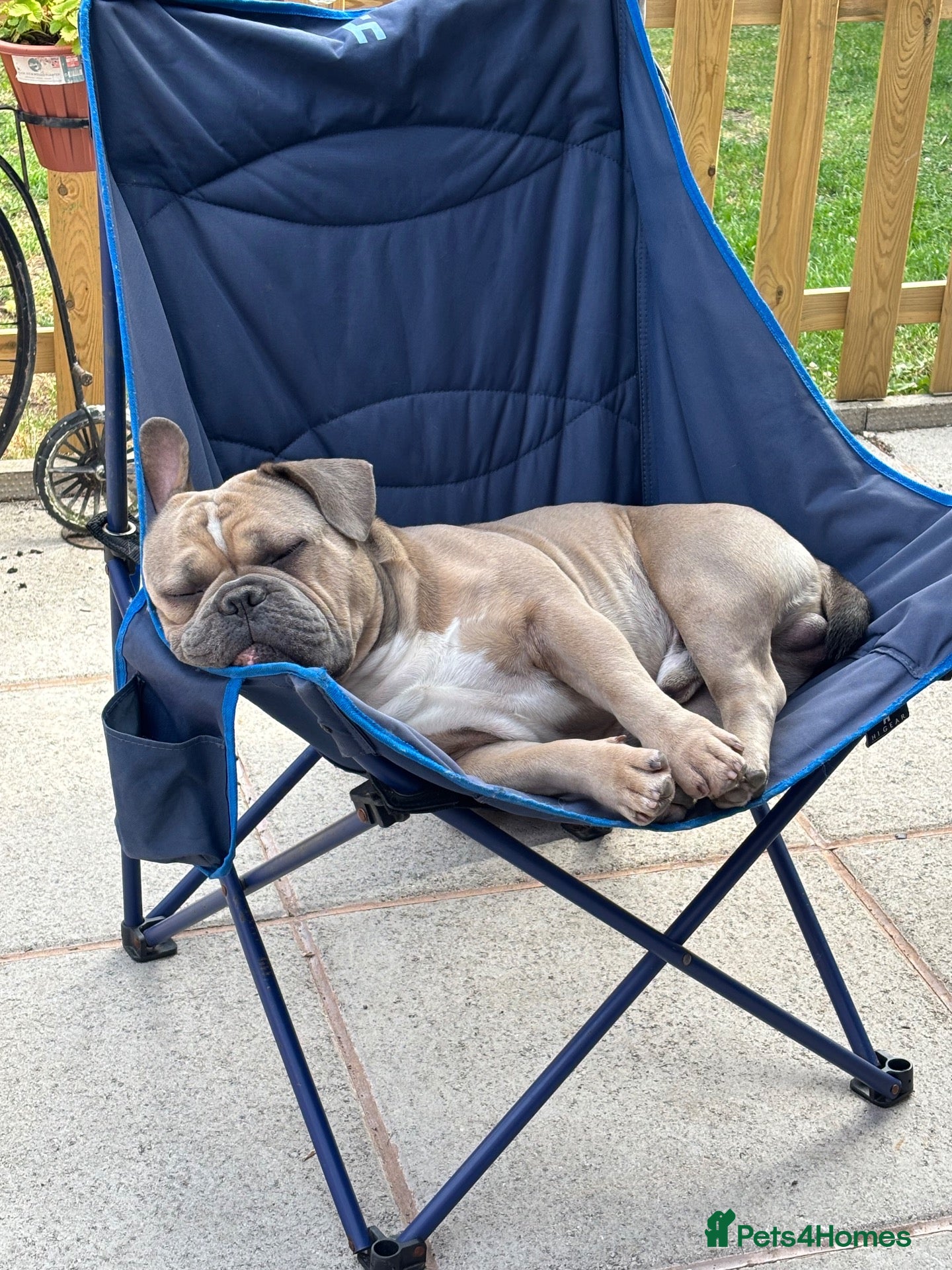 Mixed Breed dogs Stan. Micro Bully x French bulldog - Advert 1