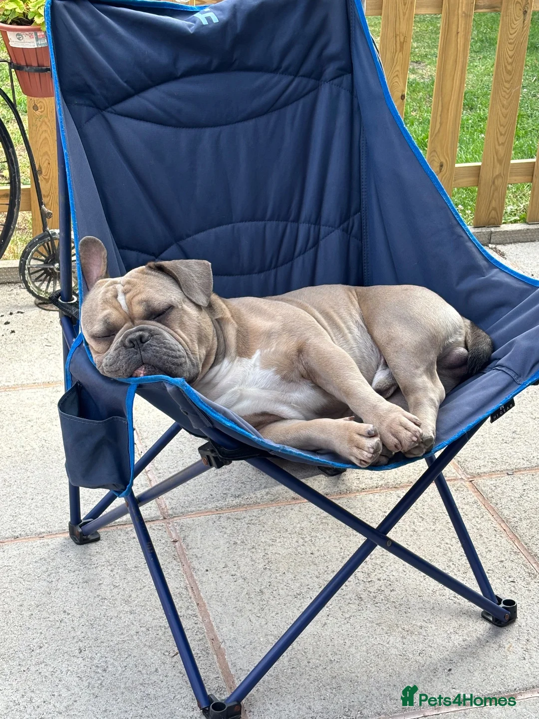 Mixed Breed dogs for sale: Stan. Micro Bully x French bulldog - Advert 1