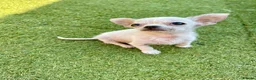 Chihuahua dogs for sale: Last boy left - Advert 8