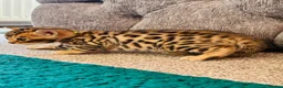 Bengal cats for sale: Amazing Bengal Kittens for sale  - Advert 19
