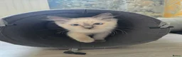 Ragdoll cats for sale: 1 Girl and 1 Boy left pure Ragdoll kittens  - Advert 16