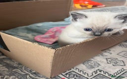 Mixed Breed cats for sale: Beautiful Ragdoll x BSH kittens for sale! - Image 7