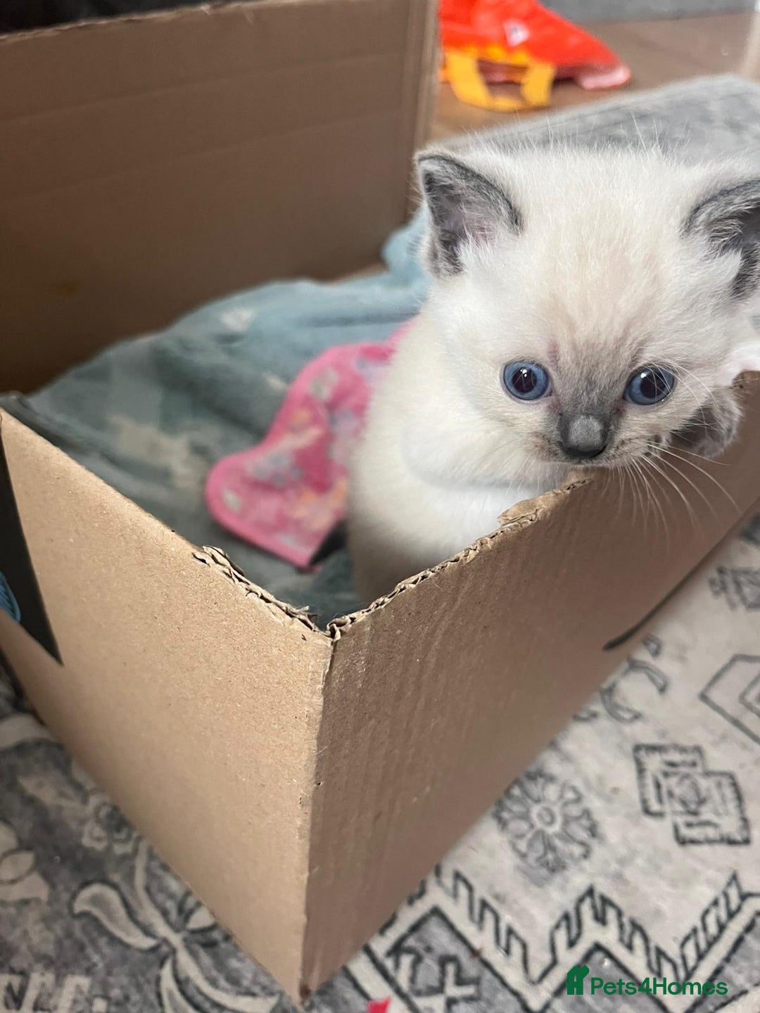 Mixed Breed cats for sale: Beautiful Ragdoll x BSH kittens for sale! - Image 7