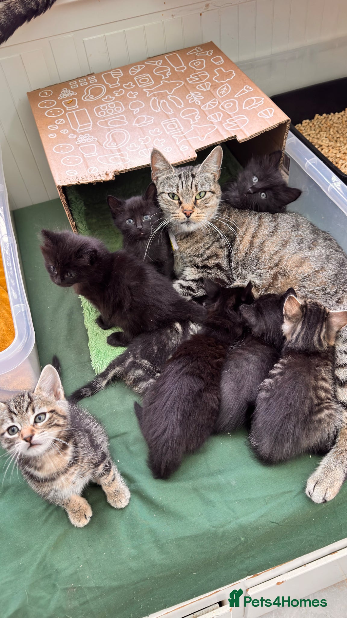 Mixed Breed cats Beautiful kittens 🐈‍⬛  - Advert 2