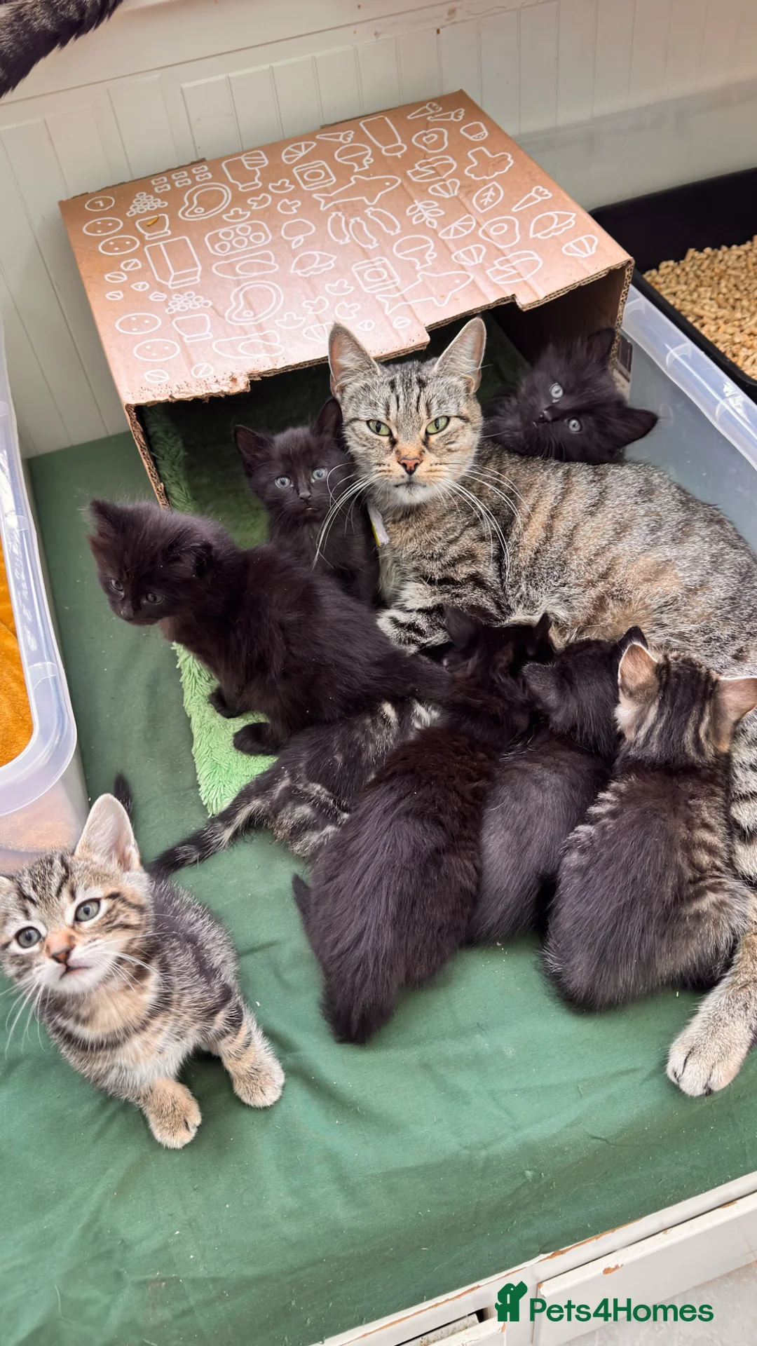 Mixed Breed cats for sale: Beautiful kittens 🐈‍⬛  - Advert 2