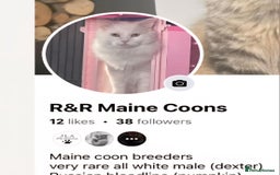 Ragdoll cats for sale: Beautiful Ragdoll Kittens  - Image 40