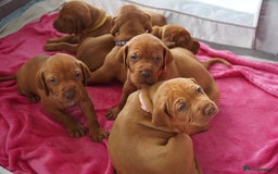 Hungarian Vizsla dogs for sale: Adorable vizsla puppies, exceptional pedigree - Image 19