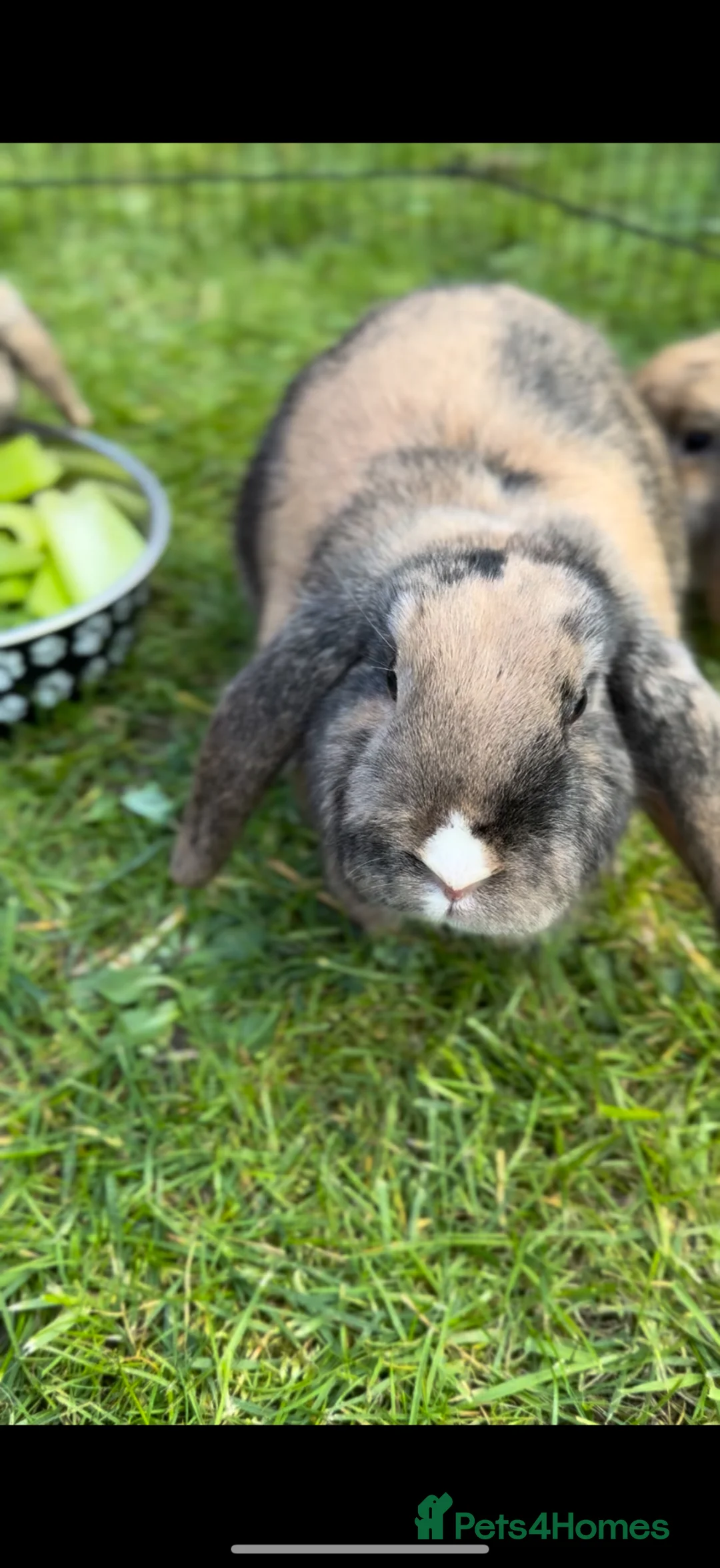 Mini Lop rabbits for sale: Mini Lop rabbit  - Advert 1