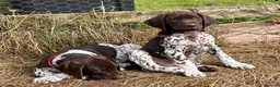 German Shorthaired Pointer dogs for sale: Healthy,Happy KC Registered GSP pups.  - Advert 22