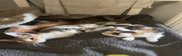 Domestic Shorthair cats for sale: Lovely kittens  - Advert 2