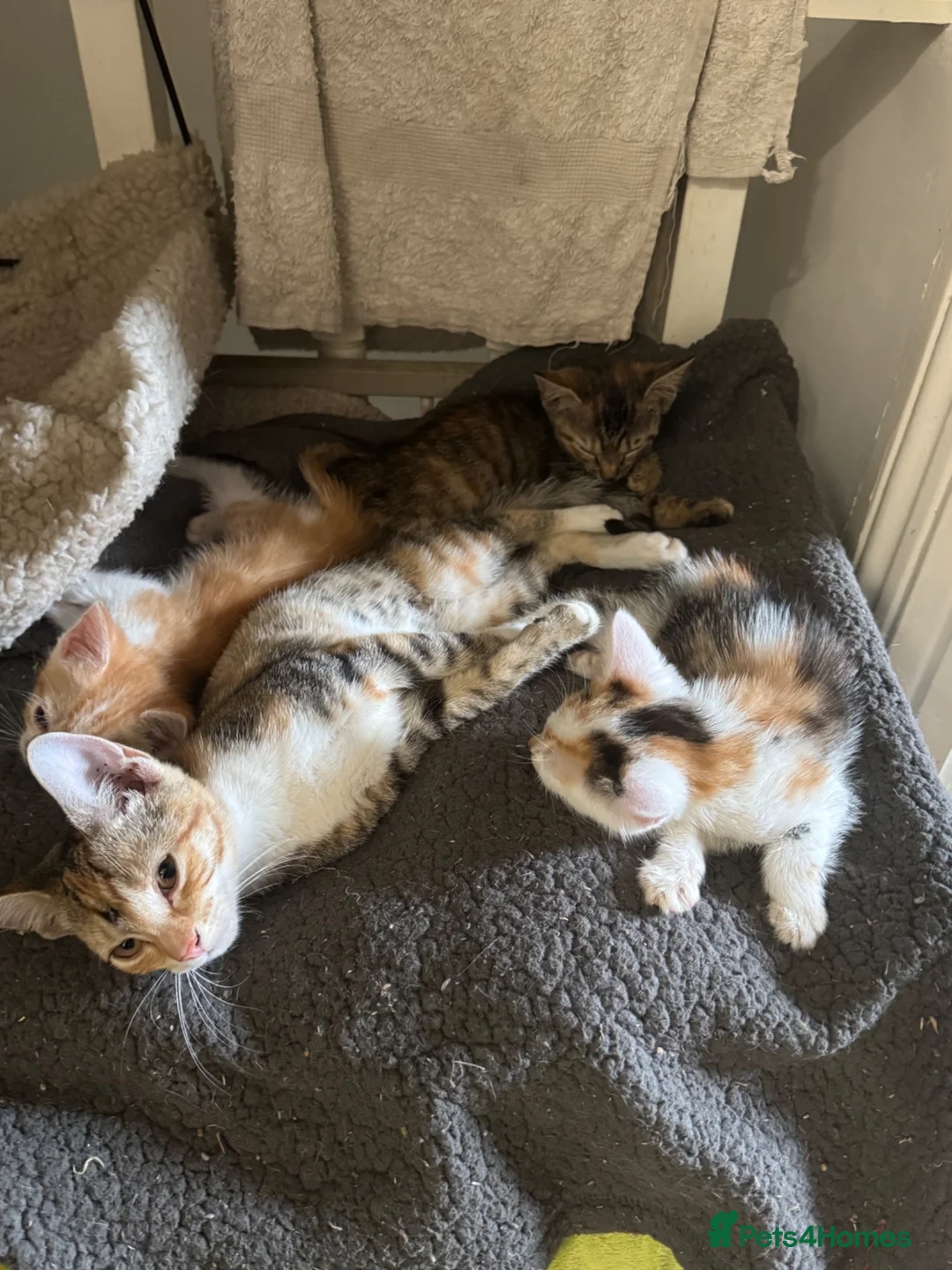 Domestic Shorthair cats for sale: Lovely kittens  - Advert 2