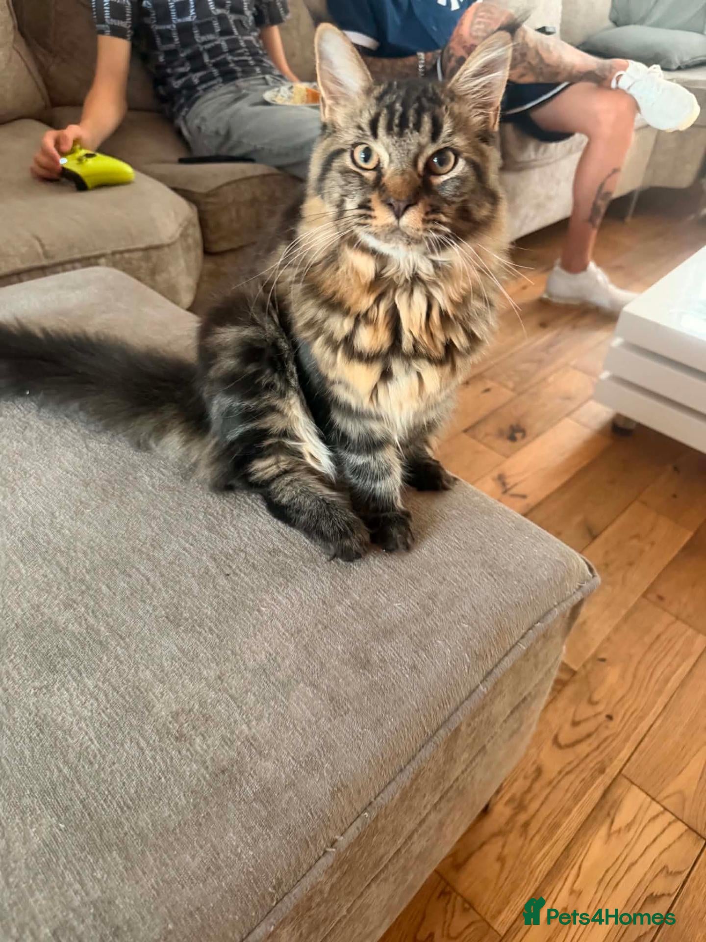 Maine Coon cats Maine coon Kitten ready now  - Advert 8