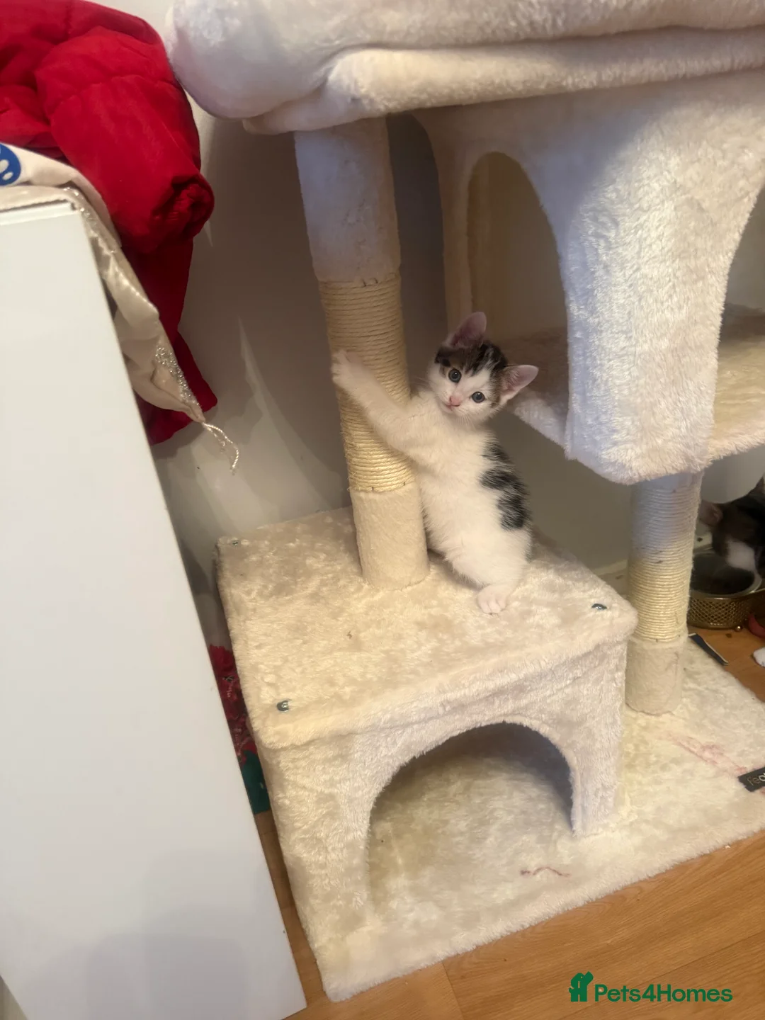 Domestic Shorthair cats for sale: Domestic shorthair male kittens - Advert 2