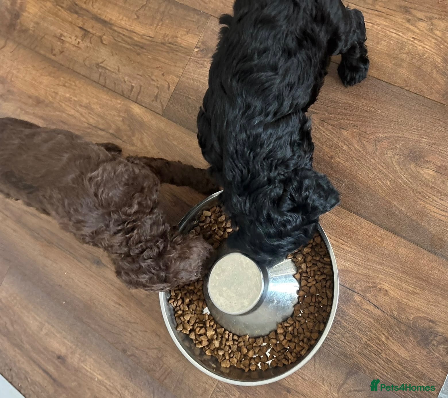Cockapoo dogs 2 Beautiful boys left!  - Advert 2