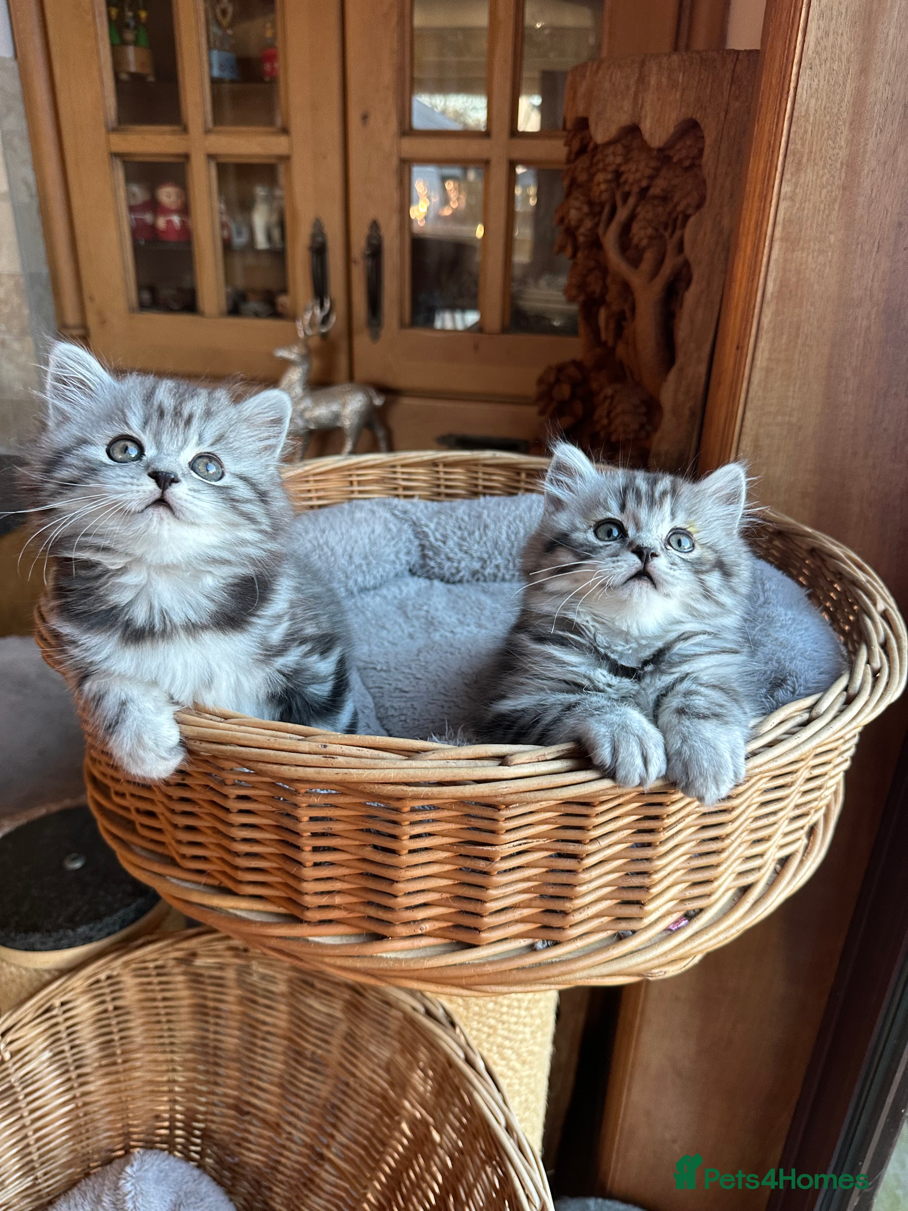 British Longhair cats British Longhair Silver Spotted boy ready now  - Advert 1