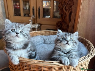 British Longhair cats British Longhair Silver Tabby & Silver Spotted - Advert 2