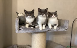British Shorthair cats for sale: GCCF Bicolour Girls Ready NOW - Image 6