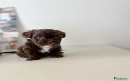 Mixed Breed dogs for sale: Adorable Puppies Looking for Their Forever Homes - Image 2