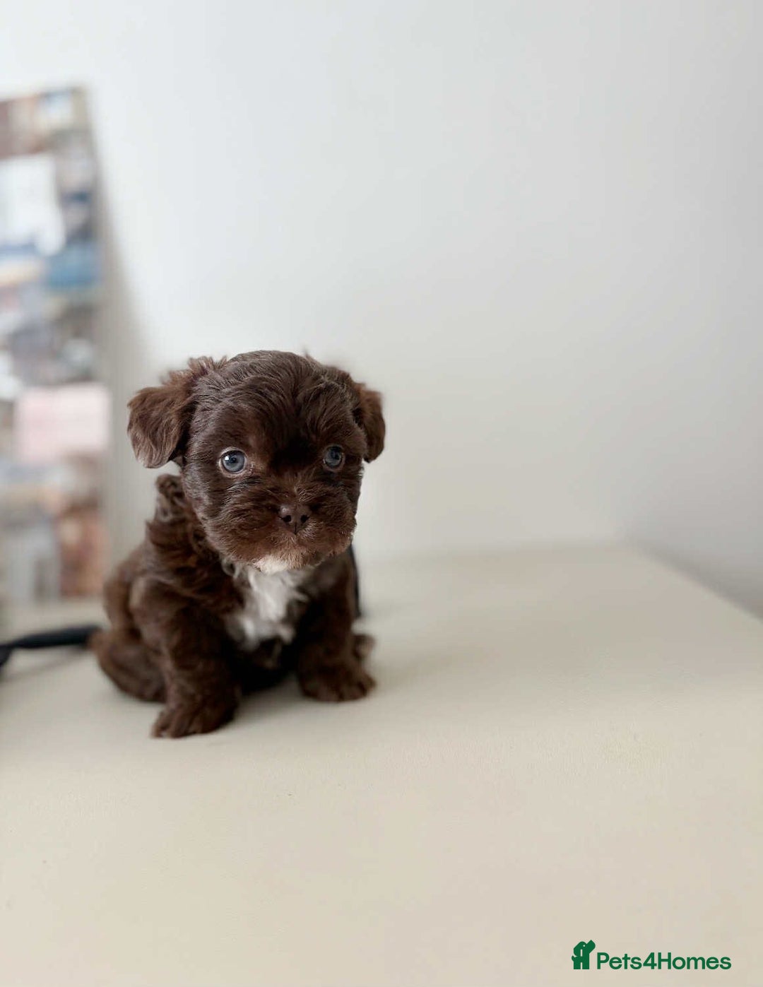 Mixed Breed dogs for sale: Adorable Puppies Looking for Their Forever Homes - Image 2
