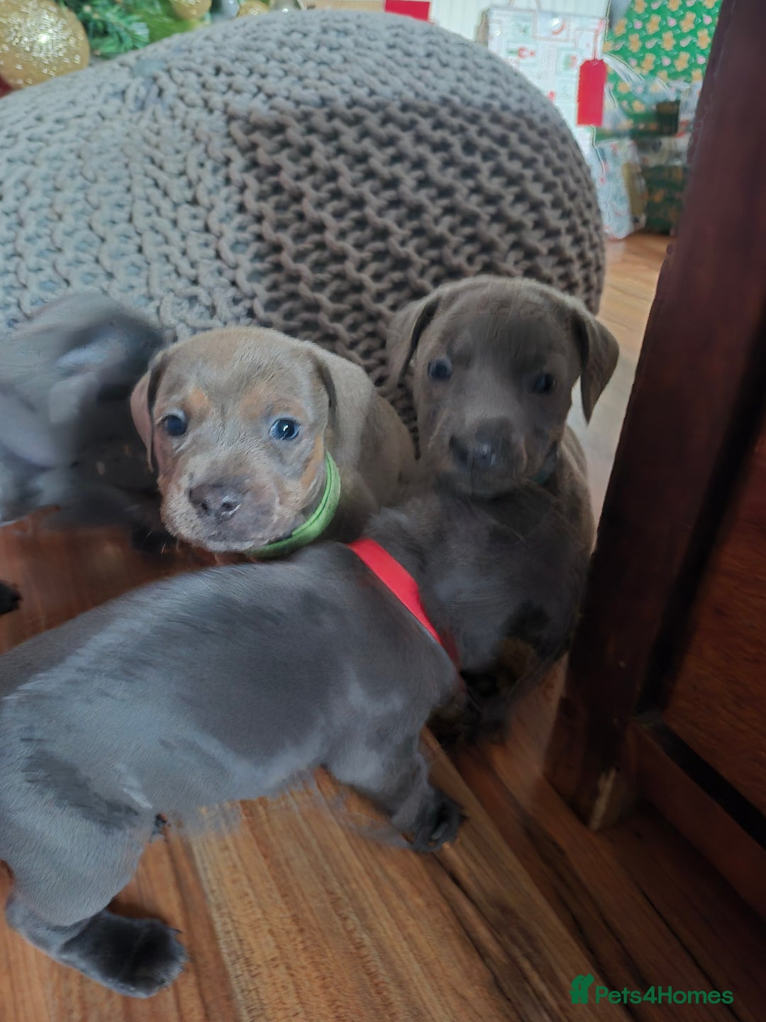 Mixed Breed dogs for sale: Puppies for sale  - Advert 2