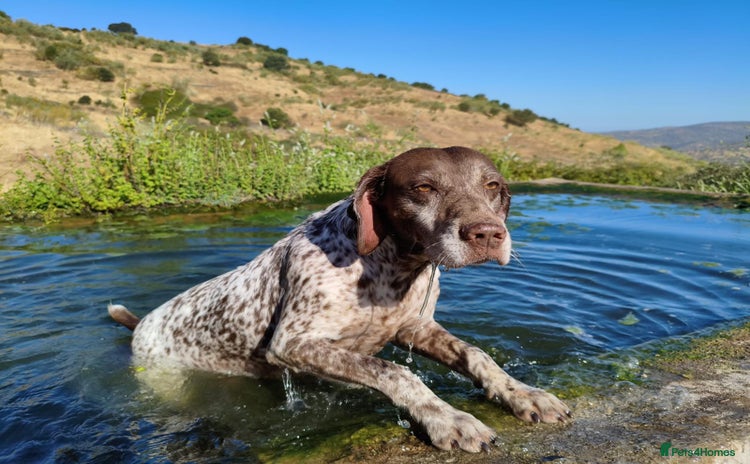 German Shorthaired Pointer dogs - Advert 3