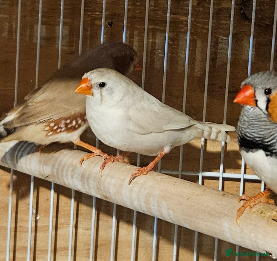 Finches birds for sale: Bengalese finches & Zebra Finches - Advert 12
