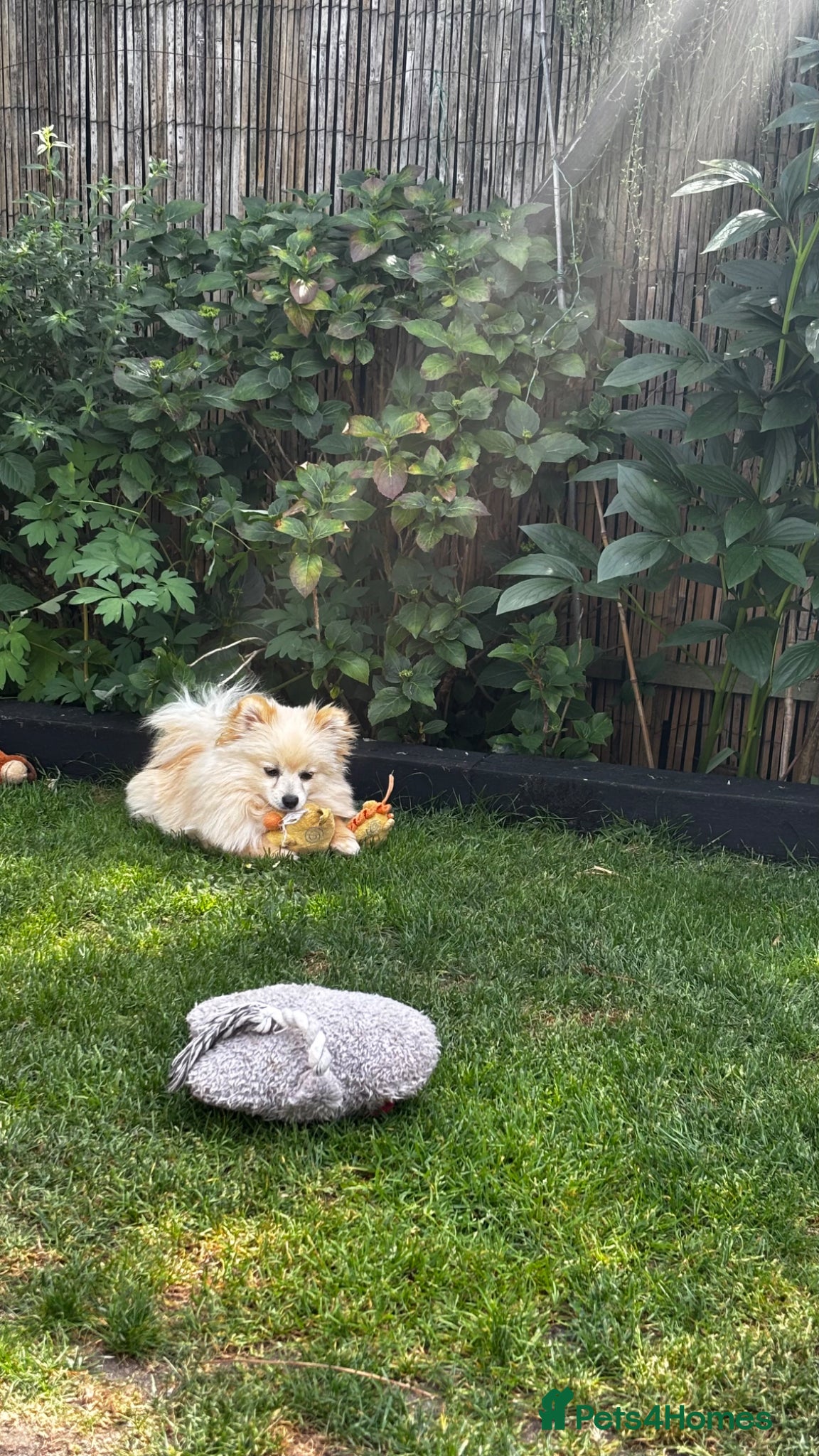 Pomeranian dogs 2 males  cream and orange. Pomeranians  - Advert 12