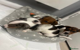 Jack Russell dogs for sale: 5 jack Russel puppies  - Image 10