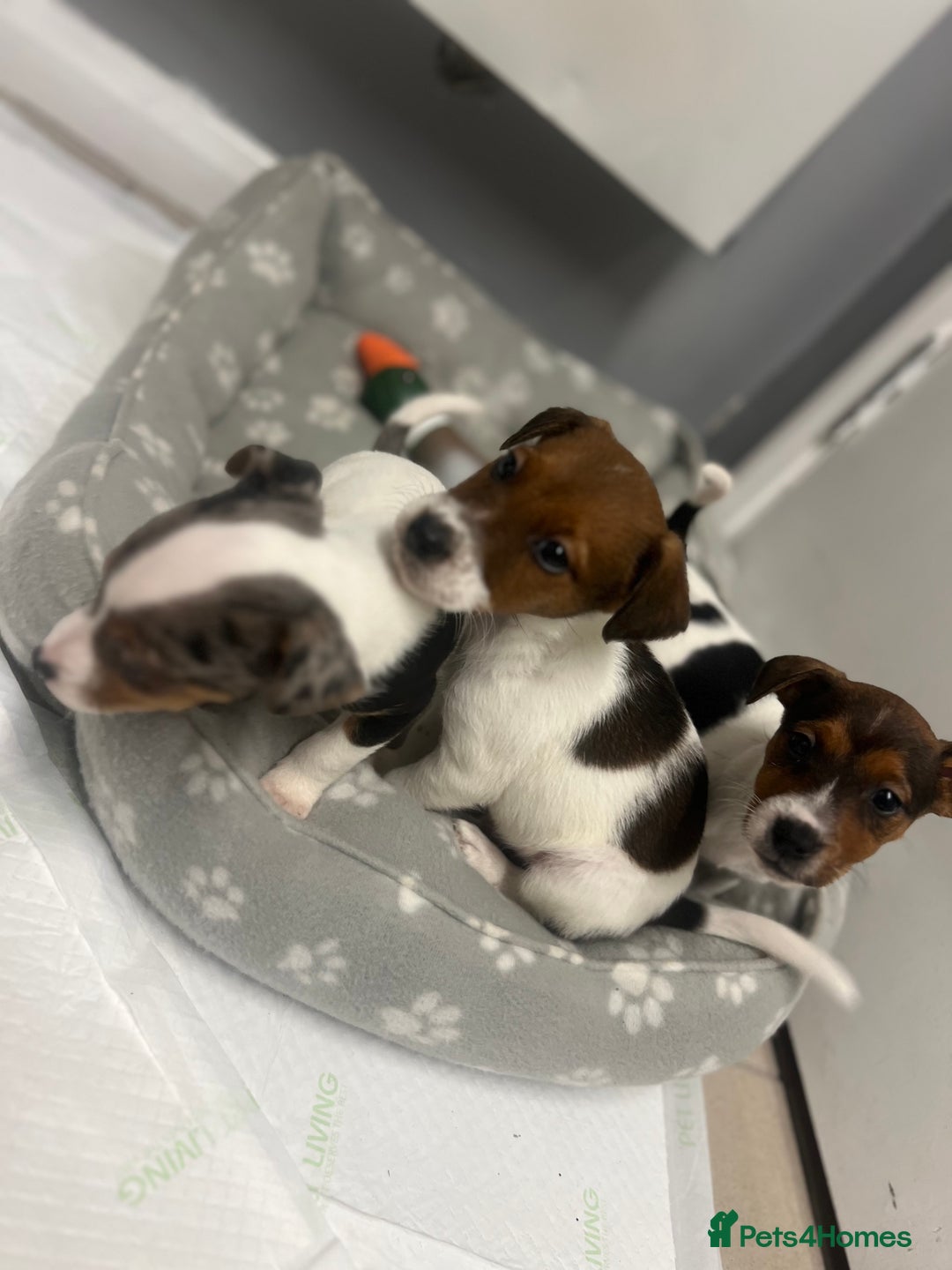 Jack Russell dogs for sale: 5 jack Russel puppies  - Image 10