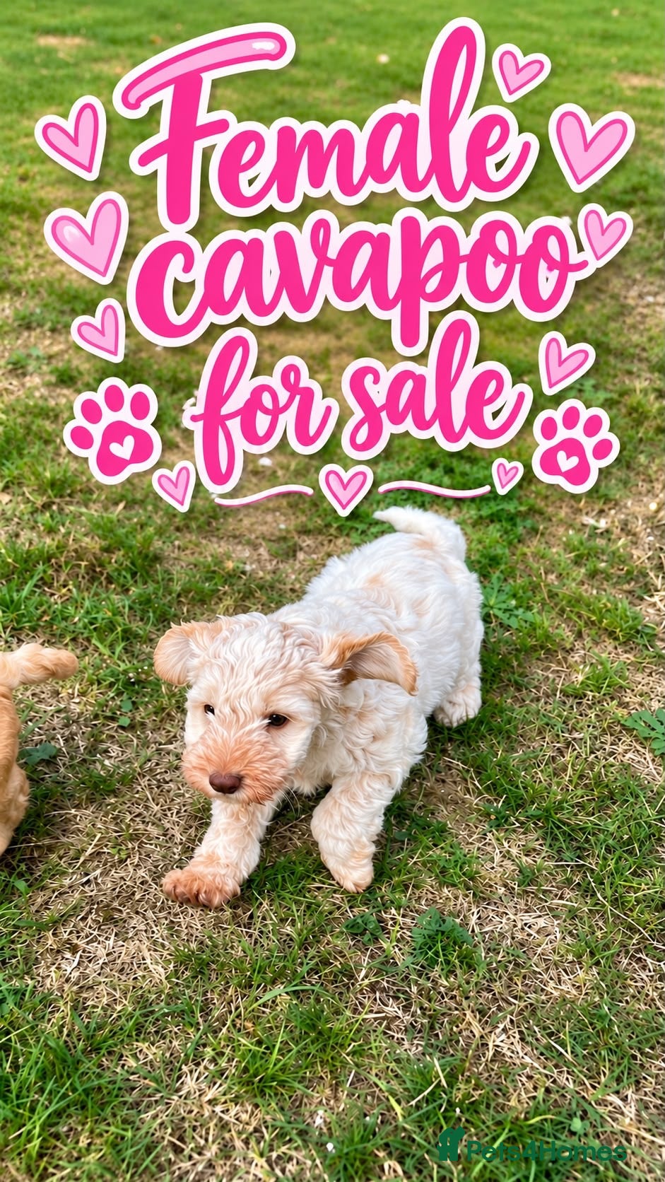 Cavapoo dogs Cavapoo  - Advert 17