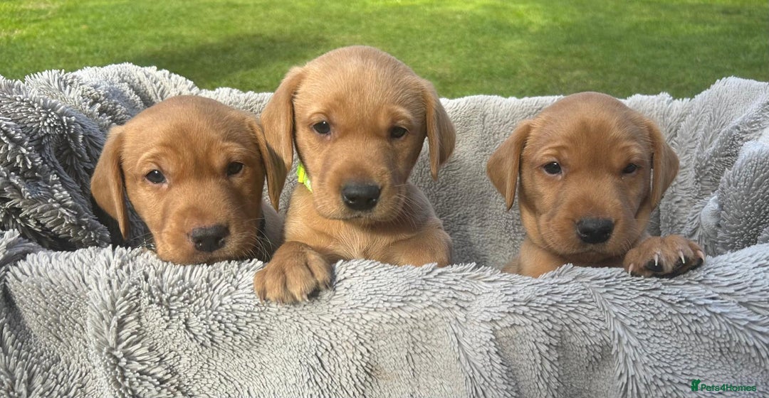 Labrador Retriever dogs for sale: Beautiful litter of KC labrador puppies  - Image 15