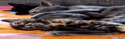 Mixed Breed cats for sale: Kittens for sale in Kidderminster - Advert 3