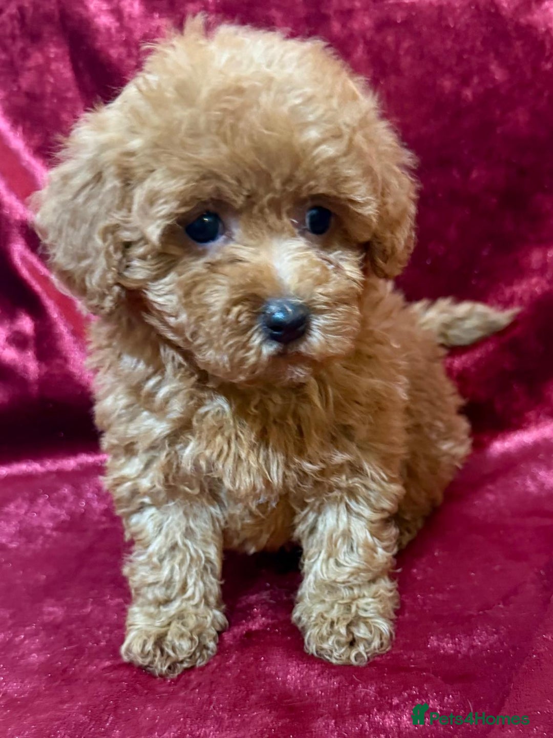 Maltipoo dogs for sale: READY TO LEAVE!! BEAUTIFUL LITTER OF F1B MALTIPOOS - Advert 9
