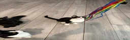 British Shorthair cats for sale: TUXEDO KITTENS *URGENT DM* - Advert 17