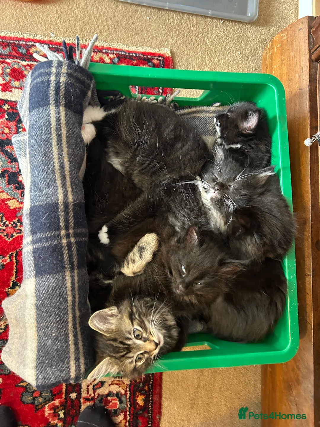 Mixed Breed cats for sale: Four kittens looking for good homes! in Edinburgh - Advert 17