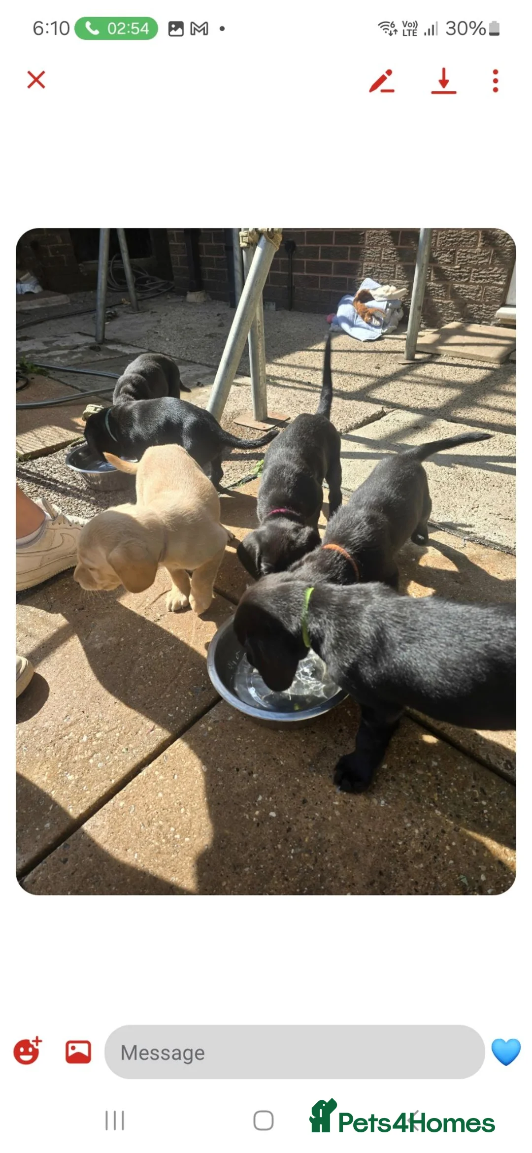 Labrador Retriever dogs for sale: Labrador's  in Chesterfield - Advert 2