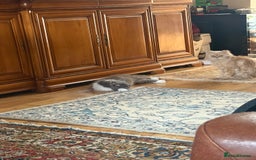 Persian cats for sale: Grey Persian Kittens  - Image 10