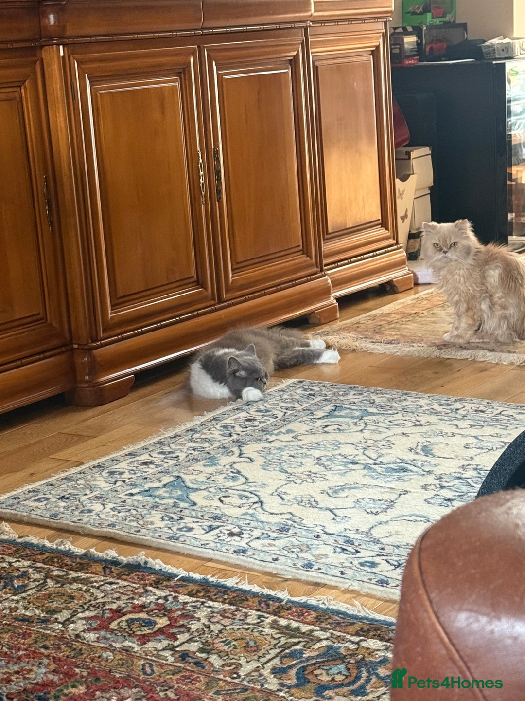 Persian cats for sale: Grey Persian Kittens  - Image 10