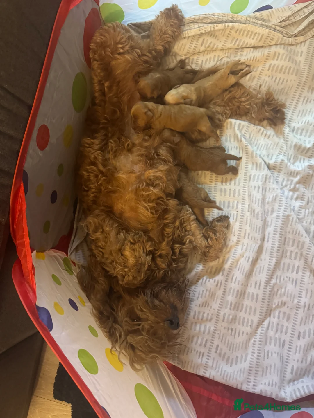 Cockapoo dogs for sale: F2 Cockapoo Puppies  in Preston - Advert 1