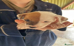 Jack Russell dogs for sale: Jack Russell puppy’s  - Image 5
