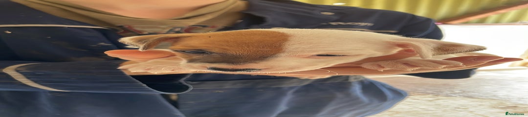 Jack Russell Puppy 4