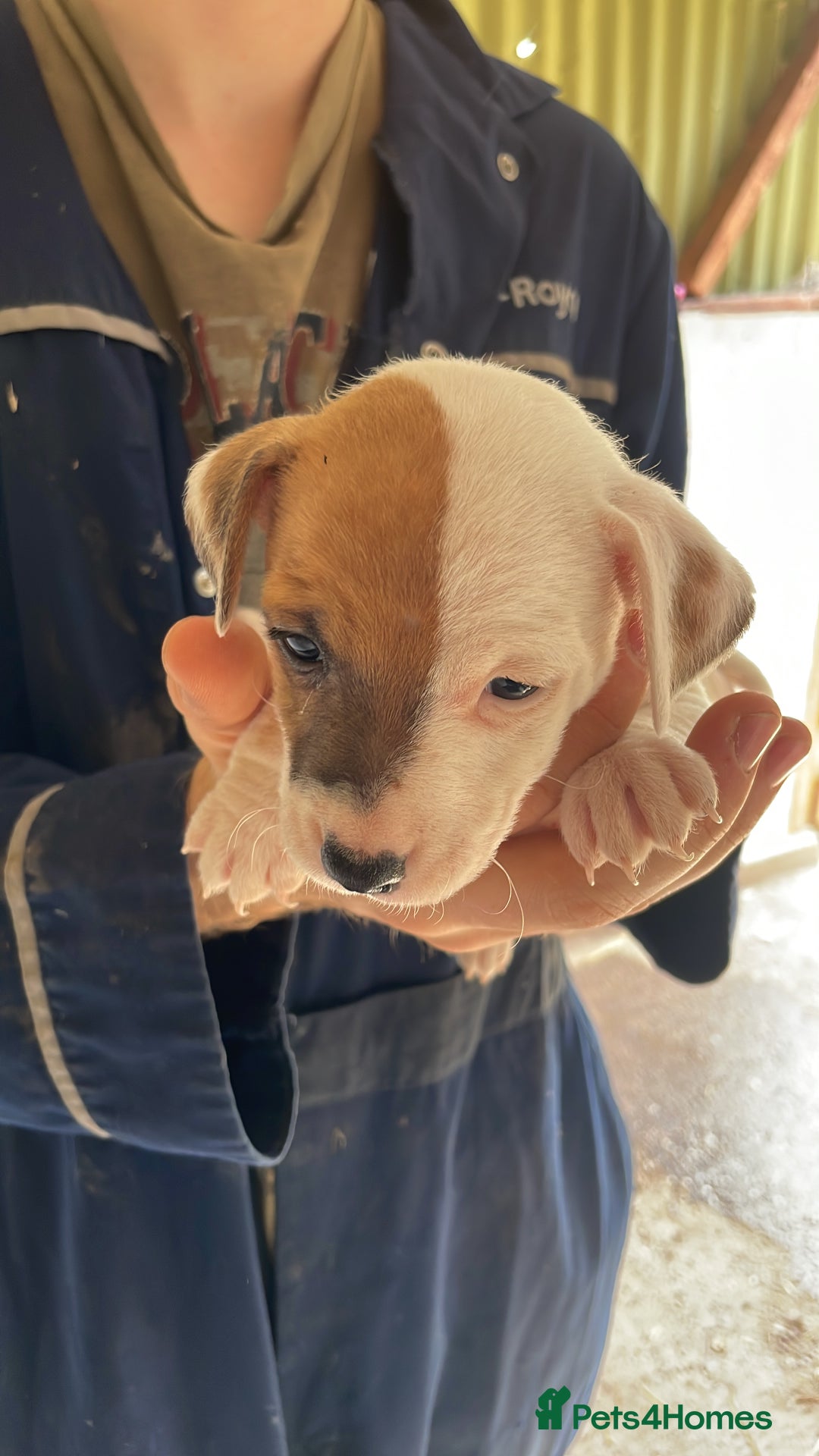 Jack Russell dogs for sale: Jack Russell puppy’s  - Image 5