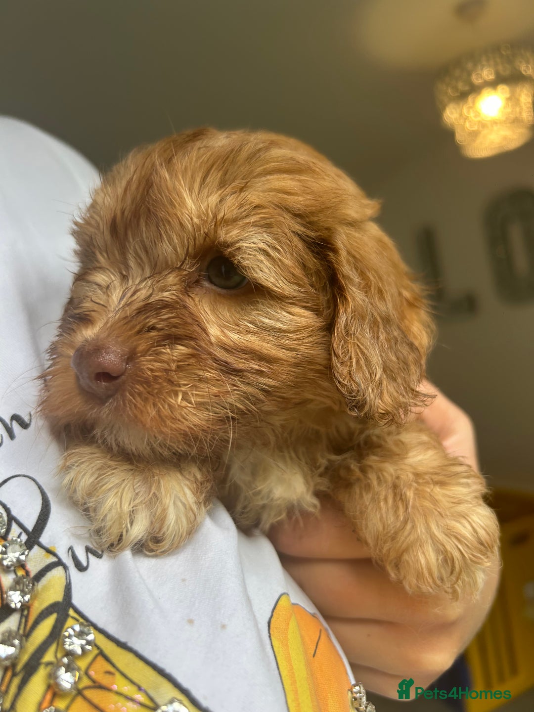 Cockapoo dogs for sale: Cockapoo puppies - Image 14
